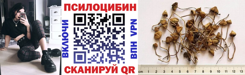 Псилоцибиновые грибы Psilocybine cubensis  Магадан 